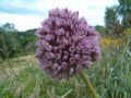 Allium ampeloprasum