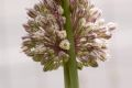 Allium ampeloprasum