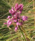 Allium carinatum