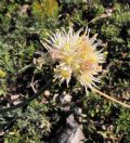 Allium saxatile