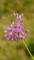 Allium carinatum subsp. pulchellum