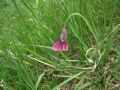 Allium insubricum