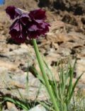 Allium narcissiflorum