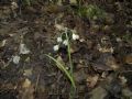 Allium pendulinum