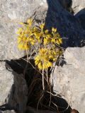 Allium flavum