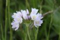 Allium roseum