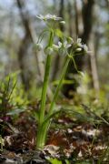 Allium pendulinum