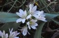 Allium chamaemoly