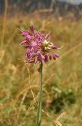 Allium carinatum