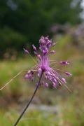 Allium carinatum subsp. pulchellum