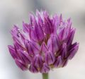 Allium acutiflorum