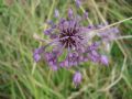 Allium carinatum