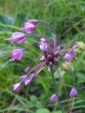 Allium carinatum