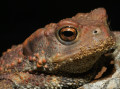 Amphibia