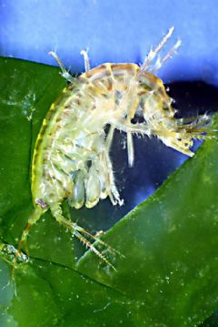 Gammaridae