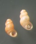 Nodulus spiralis