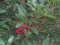 Pistacia lentiscus