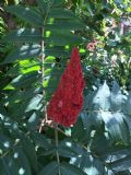 Rhus typhina