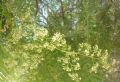Schinus molle