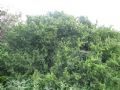 Rhus pentaphylla