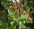 Pistacia terebinthus