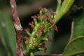 Pistacia lentiscus
