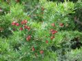 Rhus pentaphylla