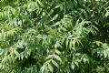 Rhus coriaria