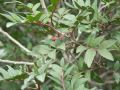 Pistacia lentiscus