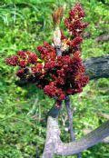 Pistacia terebinthus