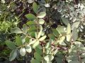 Pistacia lentiscus