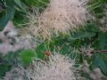 Cotinus coggygria