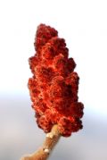 Rhus typhina