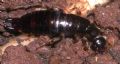 Euborellia annulipes