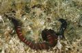 Anopla