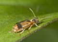 Notoxus monoceros