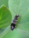 Notoxus trifasciatus