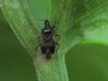 Anthocoris nemoralis