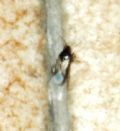 Xylocoris galactinus