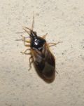 Orius sp.