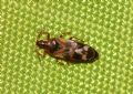 Anthocoris minki minki