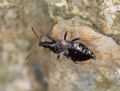 Temnostethus gracilis