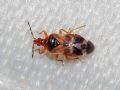 Anthocoris nemoralis