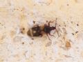 Anthocoris minki minki