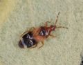 Anthocoris minki pistaciae
