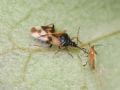 Anthocoris nemotum