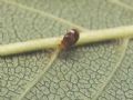 Orius sp.