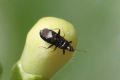 Dufouriellus ater