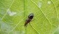 Anthocoris minki (cfr.)