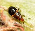 Anthocoris sp.